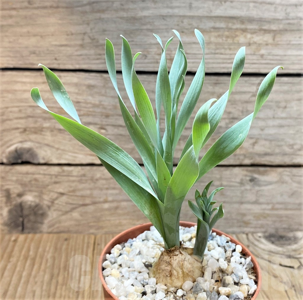 SHPR36668 Cyrtanthus spiralis