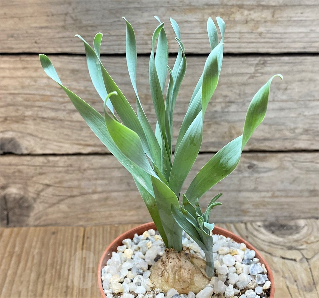 SHPR36668 Cyrtanthus spiralis - Image 2