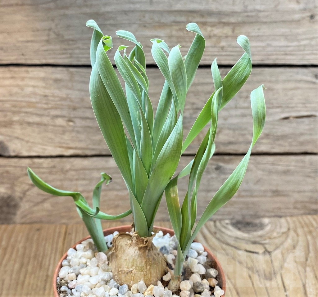 SHPR36669 Cyrtanthus spiralis