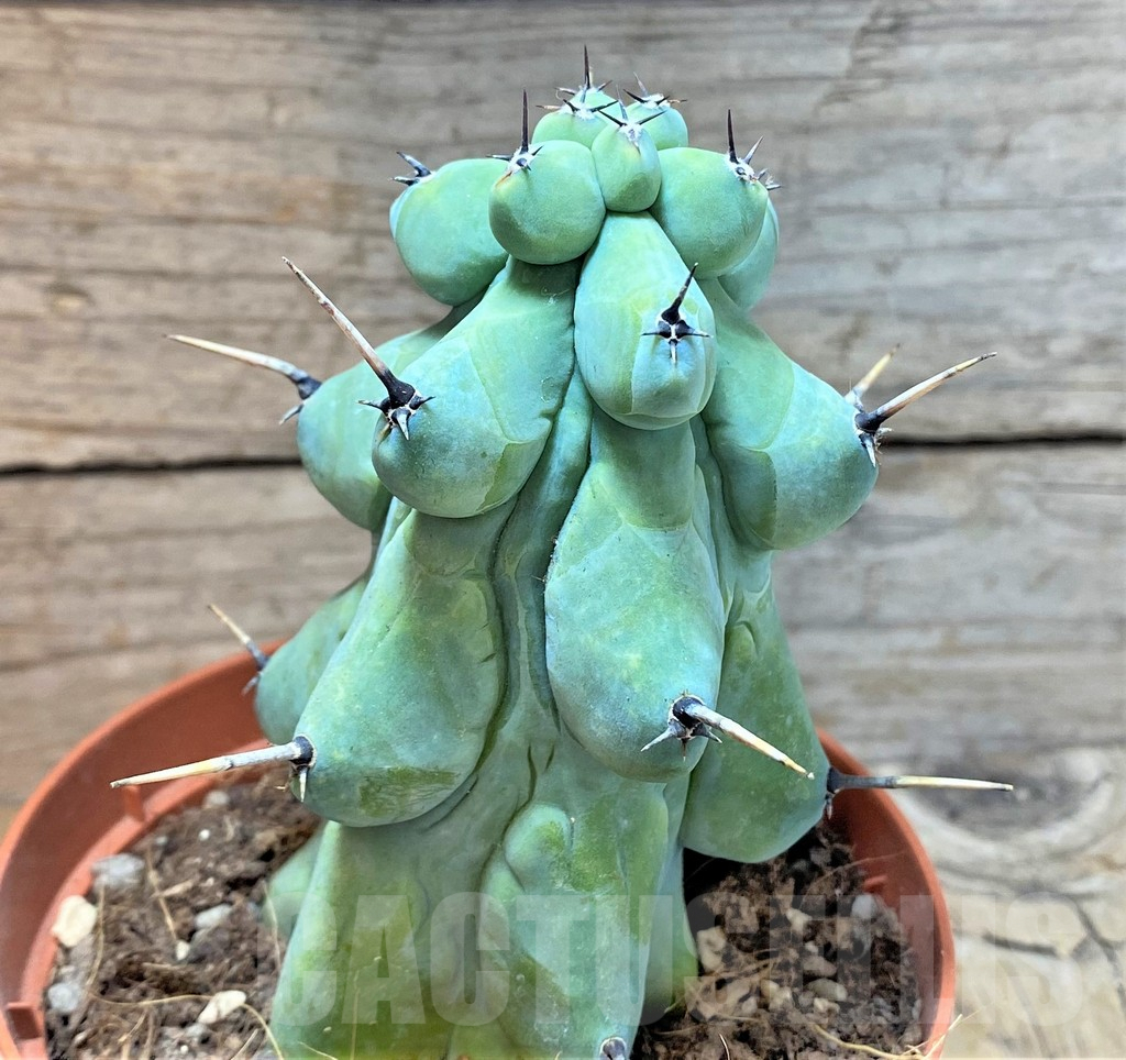 SHPR36625 Myrtillocactus geometrizans 'Fukurokuryuzinboku' - Image 2