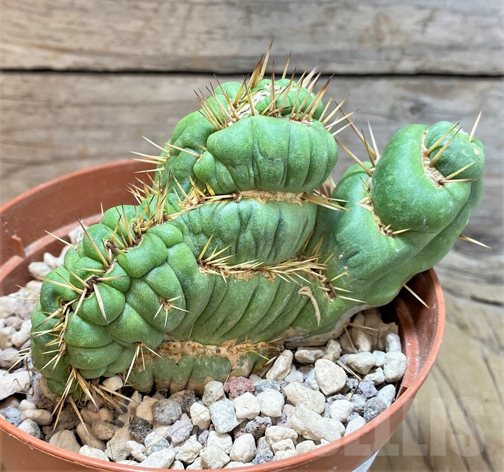 SHPR36626 Eulychnia castanea 'Spiralis' f. cristata