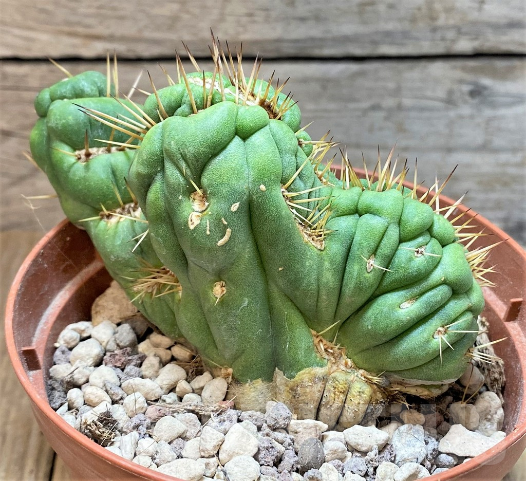 SHPR36626 Eulychnia castanea 'Spiralis' f. cristata - Зображення 2