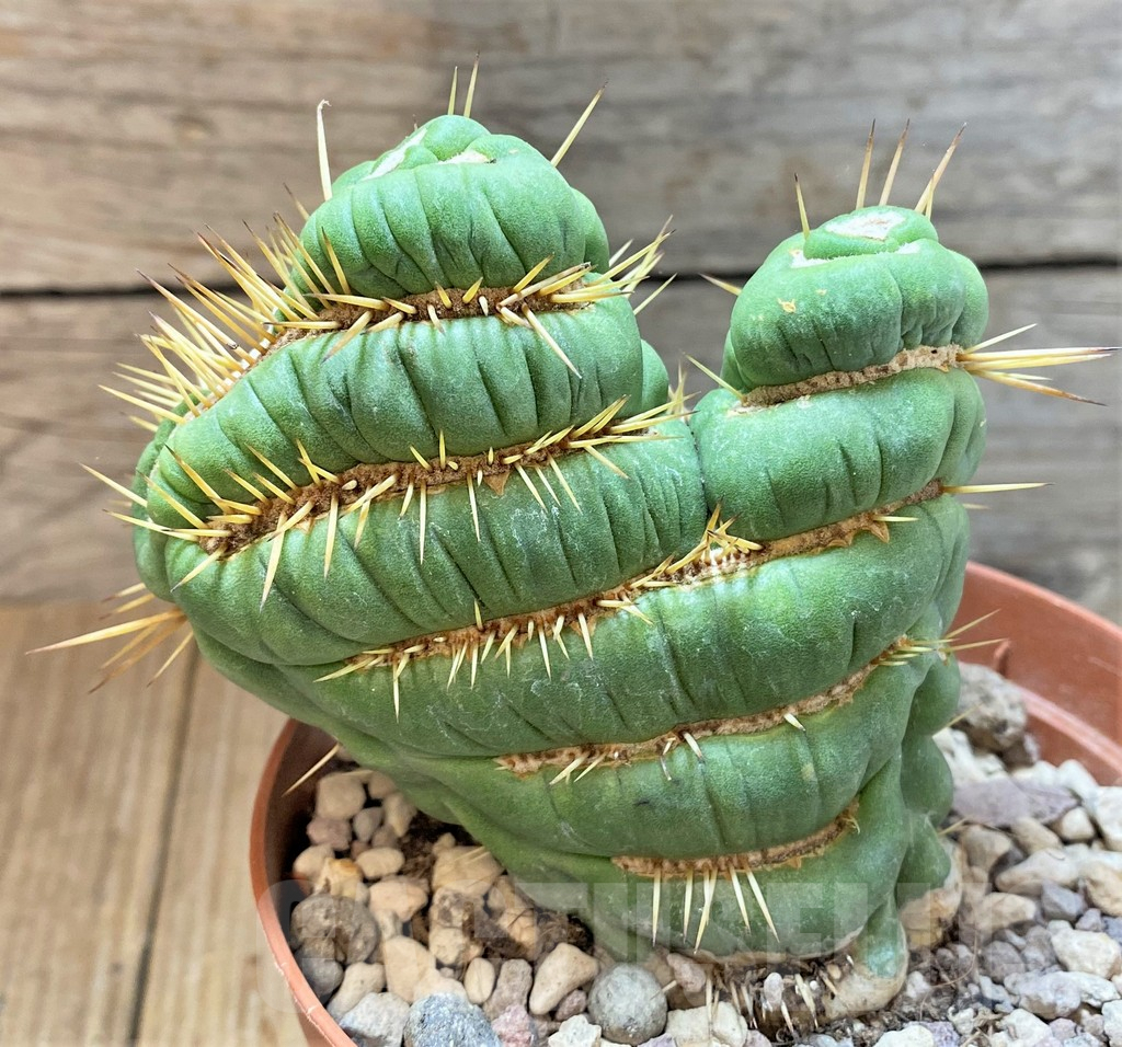 SHPR36628 Eulychnia castanea 'Spiralis' f. cristata - Image 2