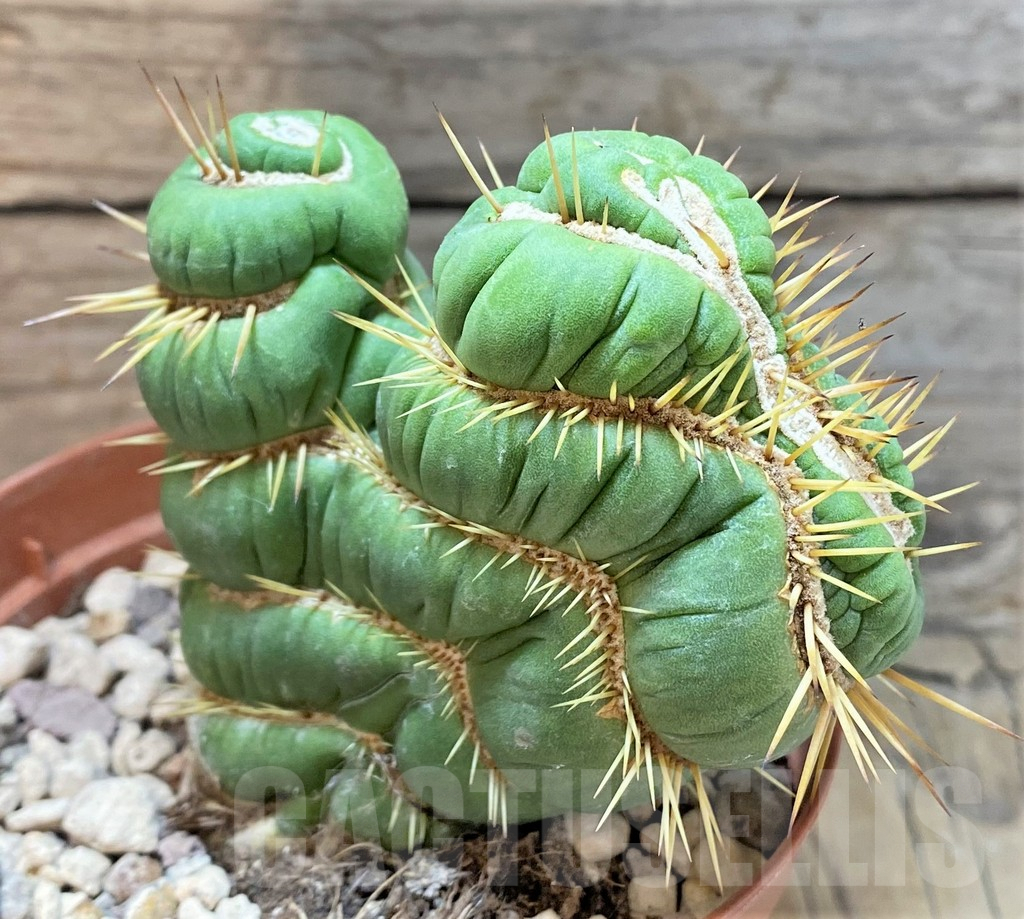 SHPR36628 Eulychnia castanea 'Spiralis' f. cristata