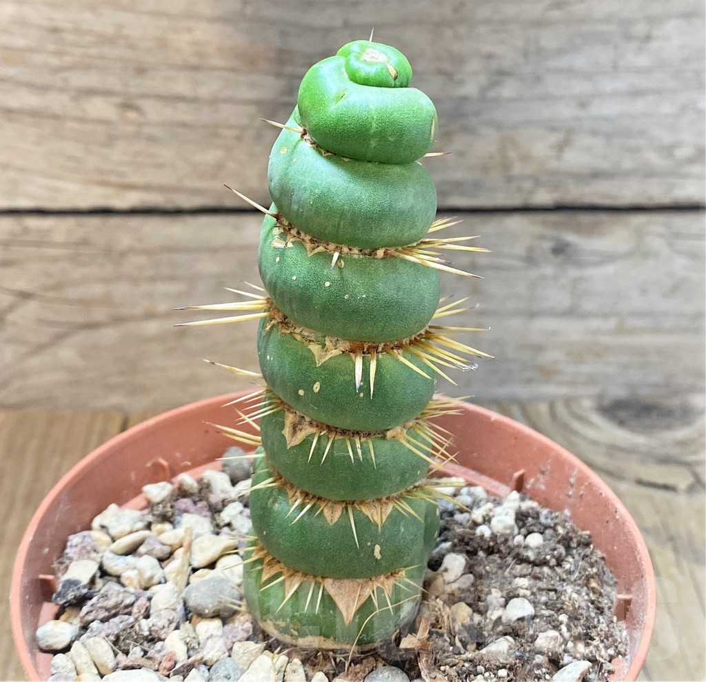 SHPR36631 Eulychnia castanea 'Spiralis'