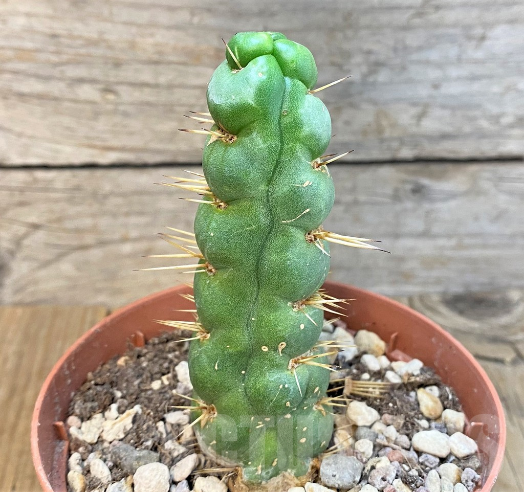 SHPR36631 Eulychnia castanea 'Spiralis' - Image 2