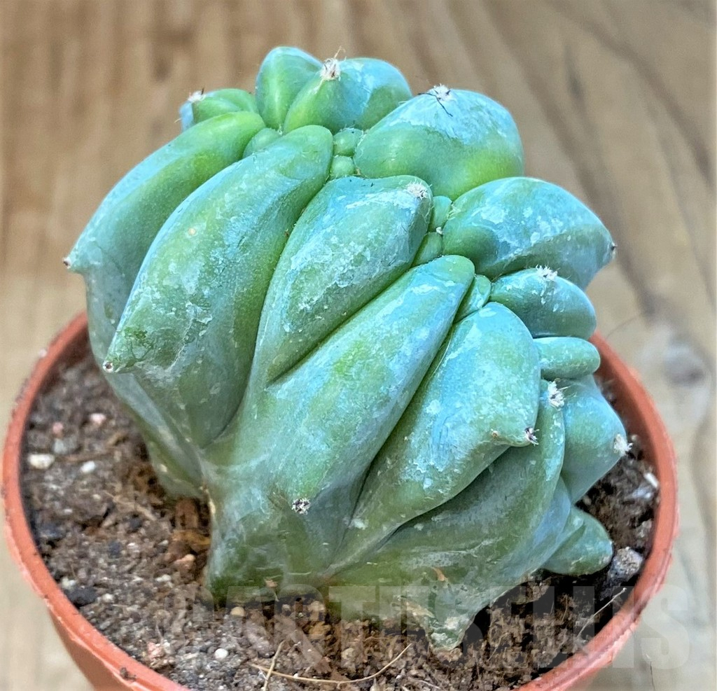 SHPR36633 Myrtillocactus geometrizans f. cristata - Image 2