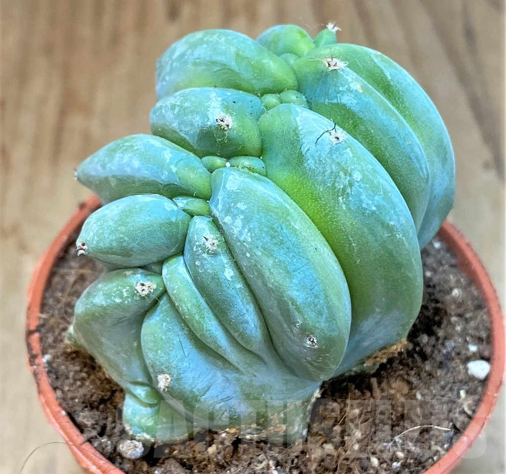 SHPR36633 Myrtillocactus geometrizans f. cristata