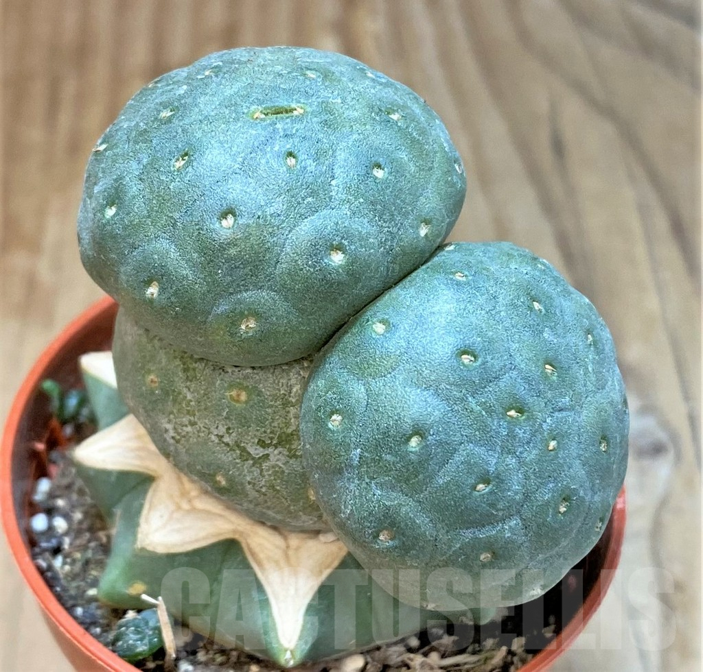 SHPR36638 Puna bonnieae, grafted - Imagen 2