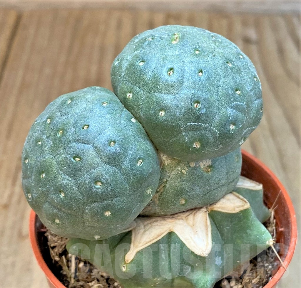 SHPR36638 Puna bonnieae, grafted