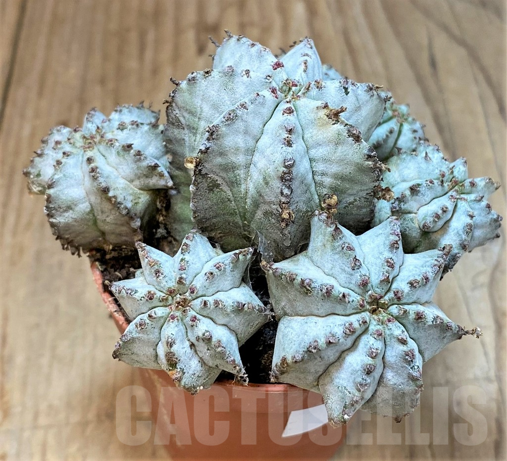 SHPR36645 Euphorbia horrida 'Alba', cluster