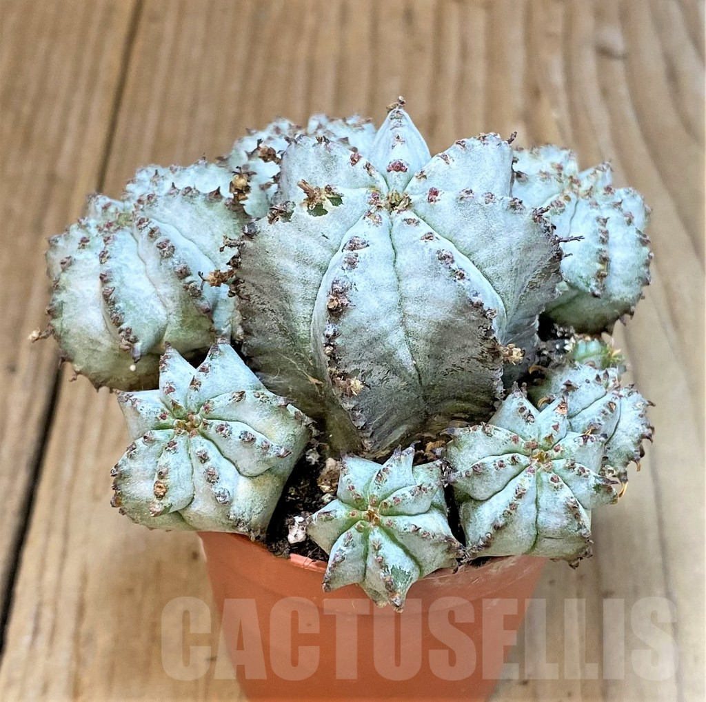 SHPR36645 Euphorbia horrida 'Alba', cluster - immagine 2