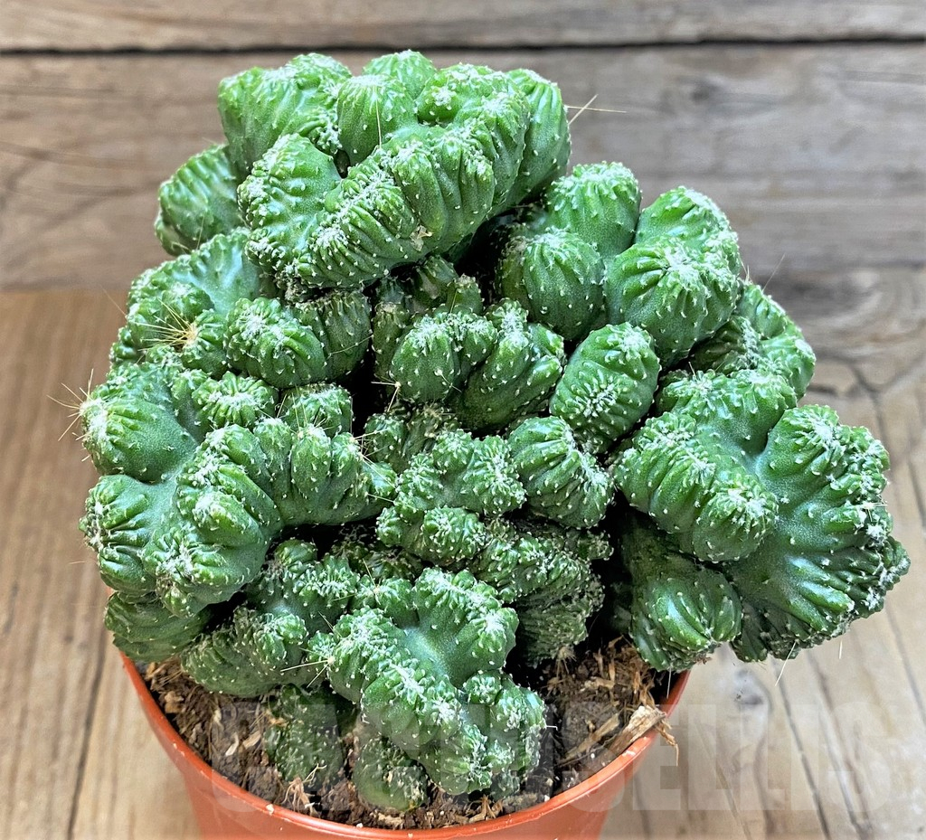 SHPR36651 Cereus peruvianus 'Coral', clon 3