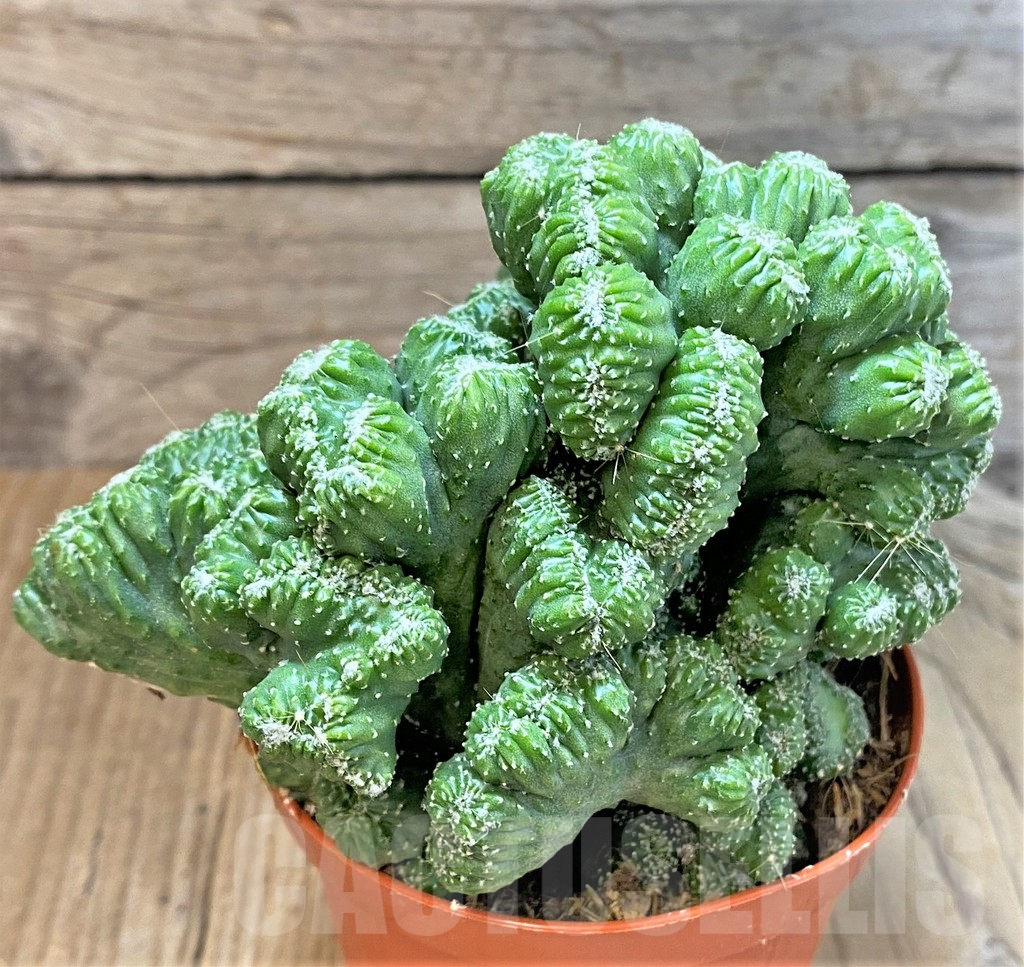 SHPR36651 Cereus peruvianus 'Coral', clon 3 - Зображення 2