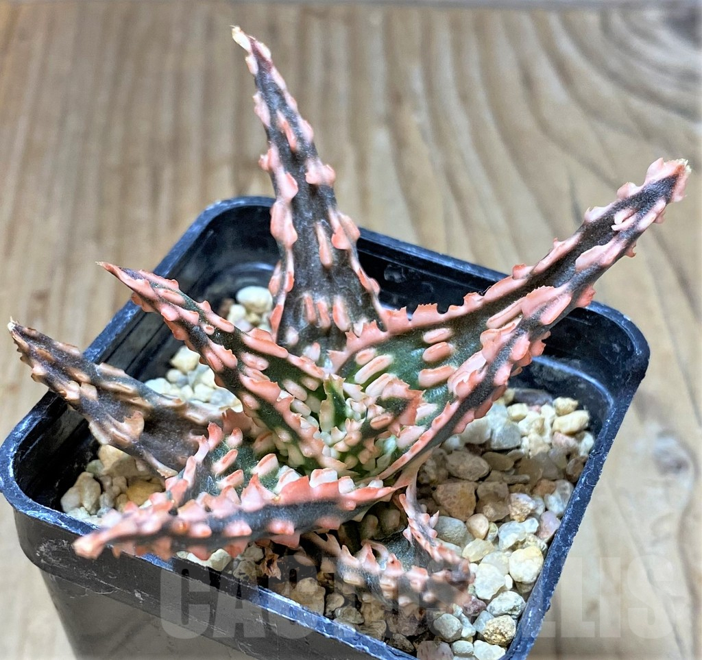 SHPR36778 Aloe TCT hybrid