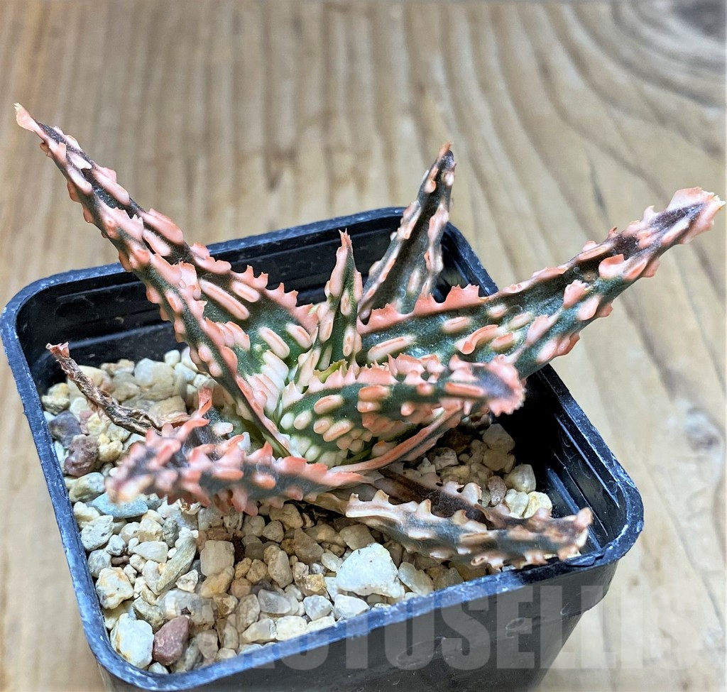 SHPR36778 Aloe TCT hybrid - Image 2