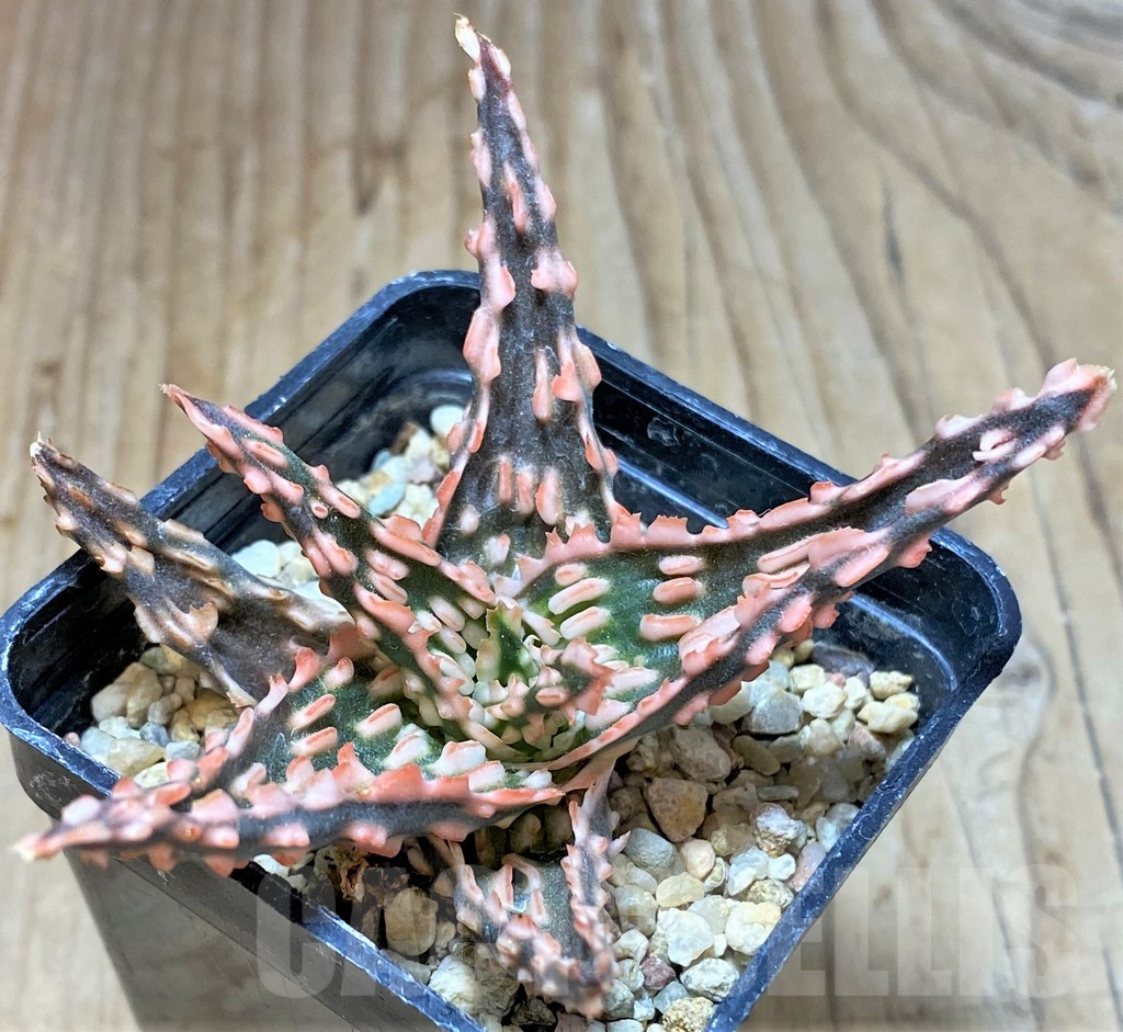 SHPR36778 Aloe TCT hybrid - Image 3