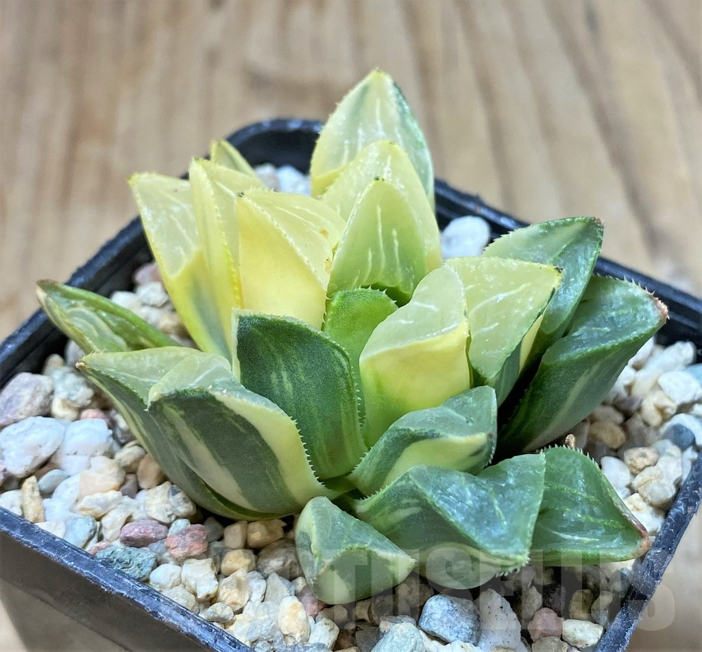 SHPR36779 Haworthia retusa f. variegata - Image 2