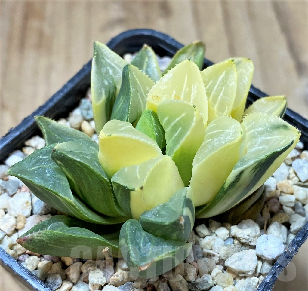 SHPR36779 Haworthia retusa f. variegata