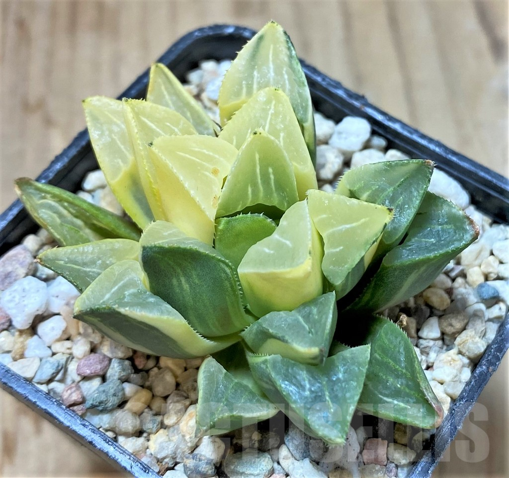SHPR36779 Haworthia retusa f. variegata - Image 3