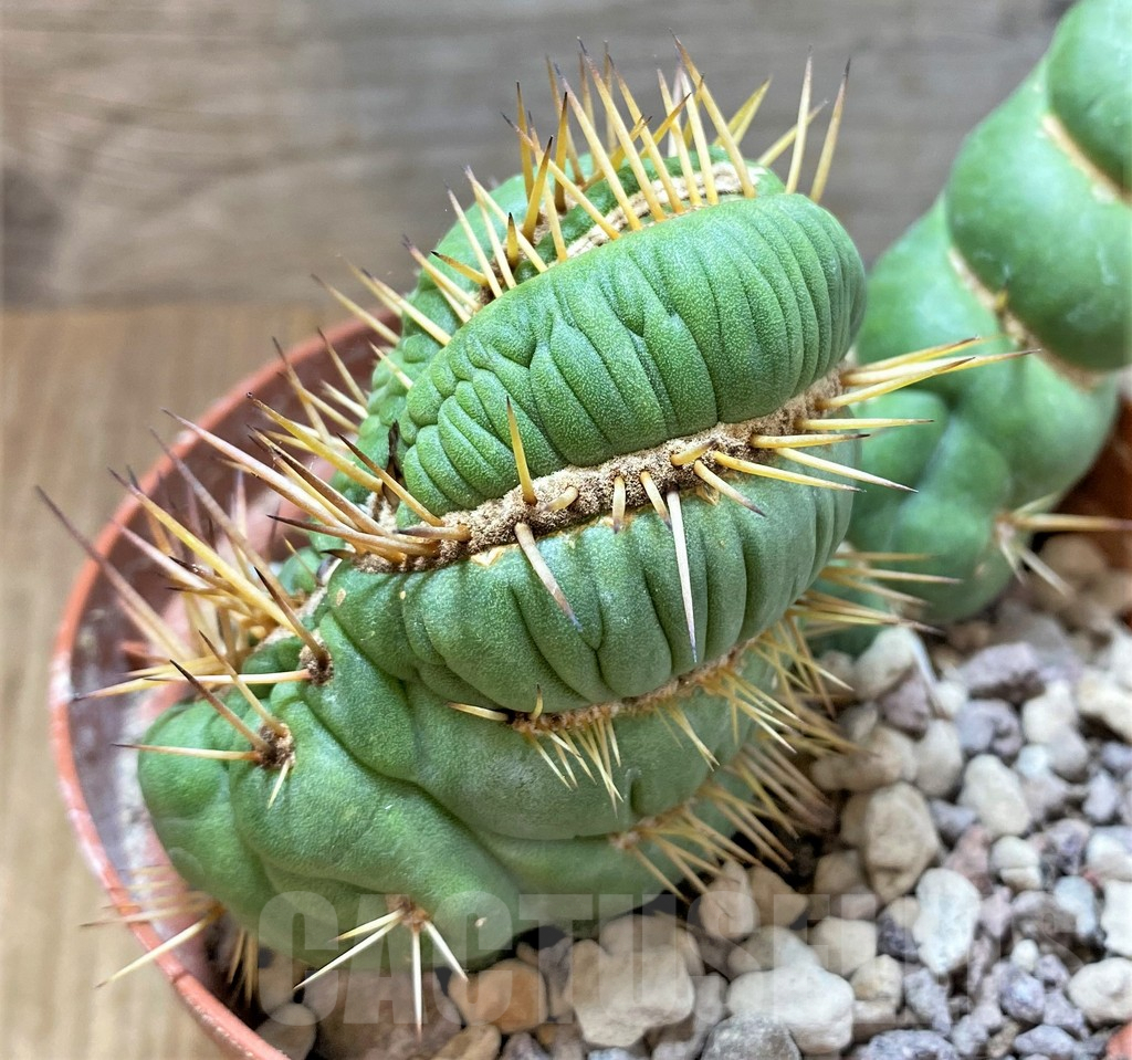 SHPR36789 Eulychnia castanea 'Spiralis' f. cristata