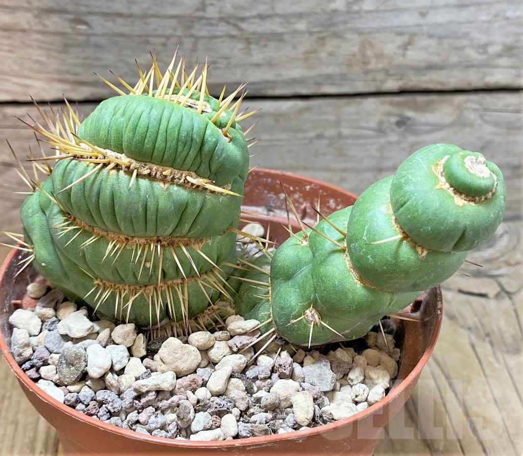 SHPR36789 Eulychnia castanea 'Spiralis' f. cristata - Image 2