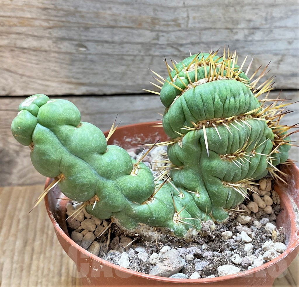 SHPR36789 Eulychnia castanea 'Spiralis' f. cristata - Image 3