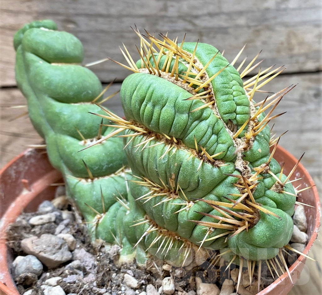 SHPR36789 Eulychnia castanea 'Spiralis' f. cristata - Image 4