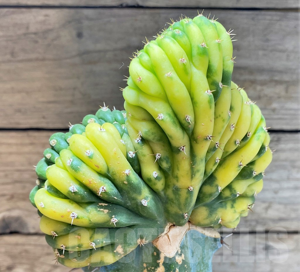 SHPR36790 Trichocereus pachanoi cristata f. variegata, grafted - Imagen 2