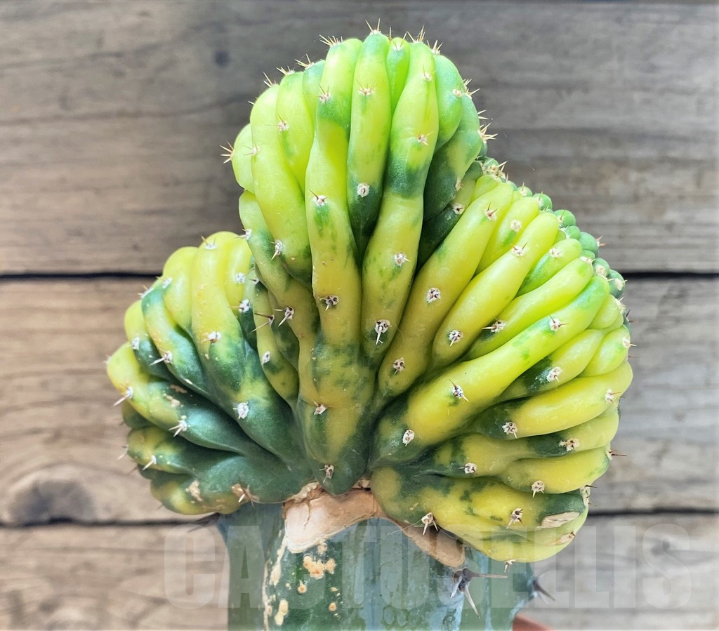 SHPR36790 Trichocereus pachanoi cristata f. variegata, grafted