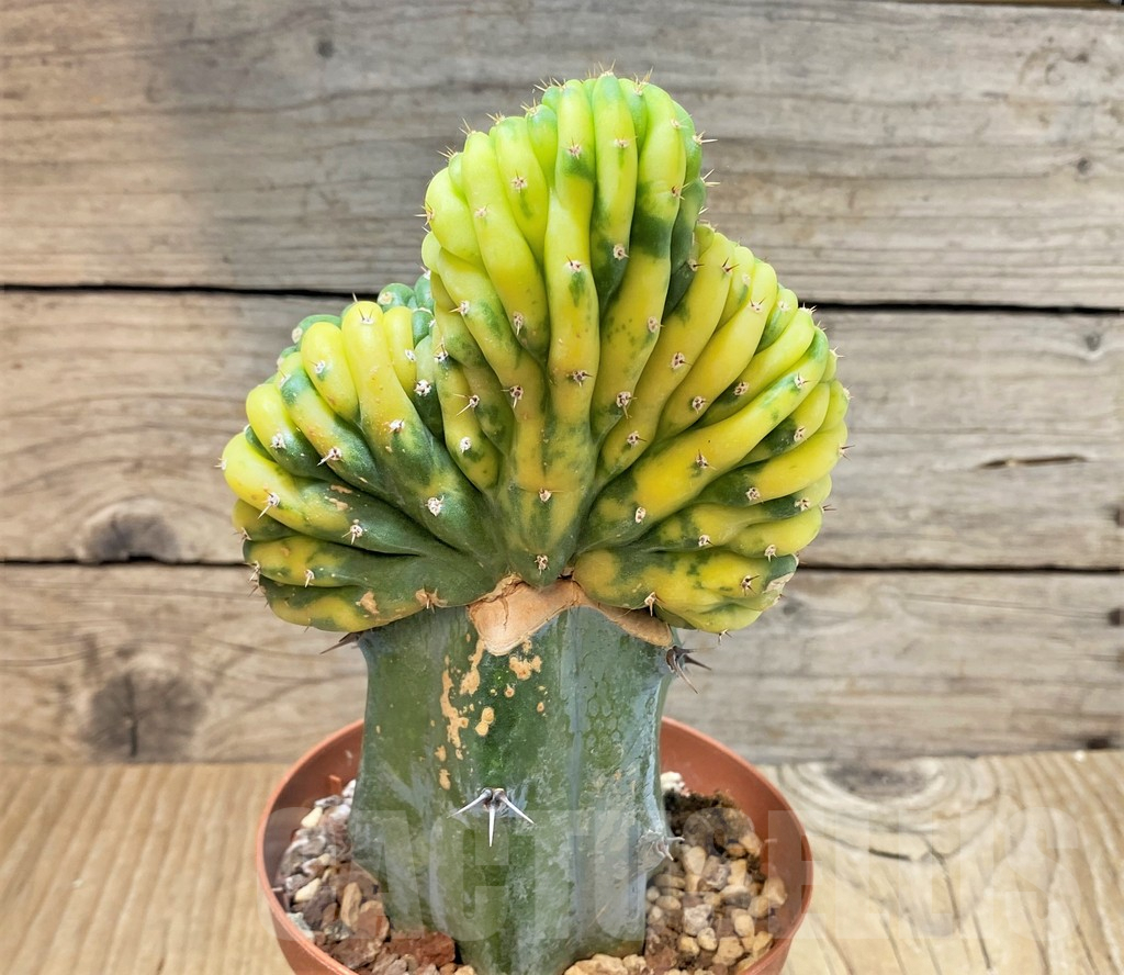 SHPR36790 Trichocereus pachanoi cristata f. variegata, grafted - Imagen 3