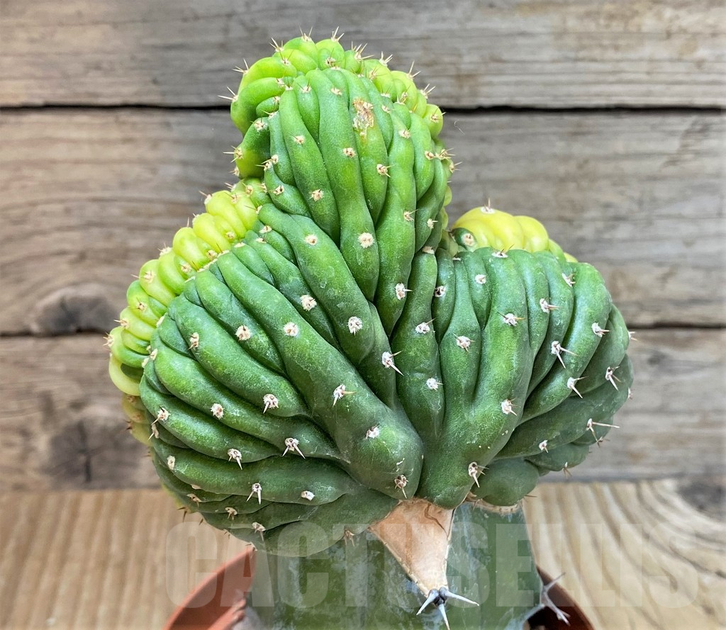 SHPR36790 Trichocereus pachanoi cristata f. variegata, grafted - Imagen 4