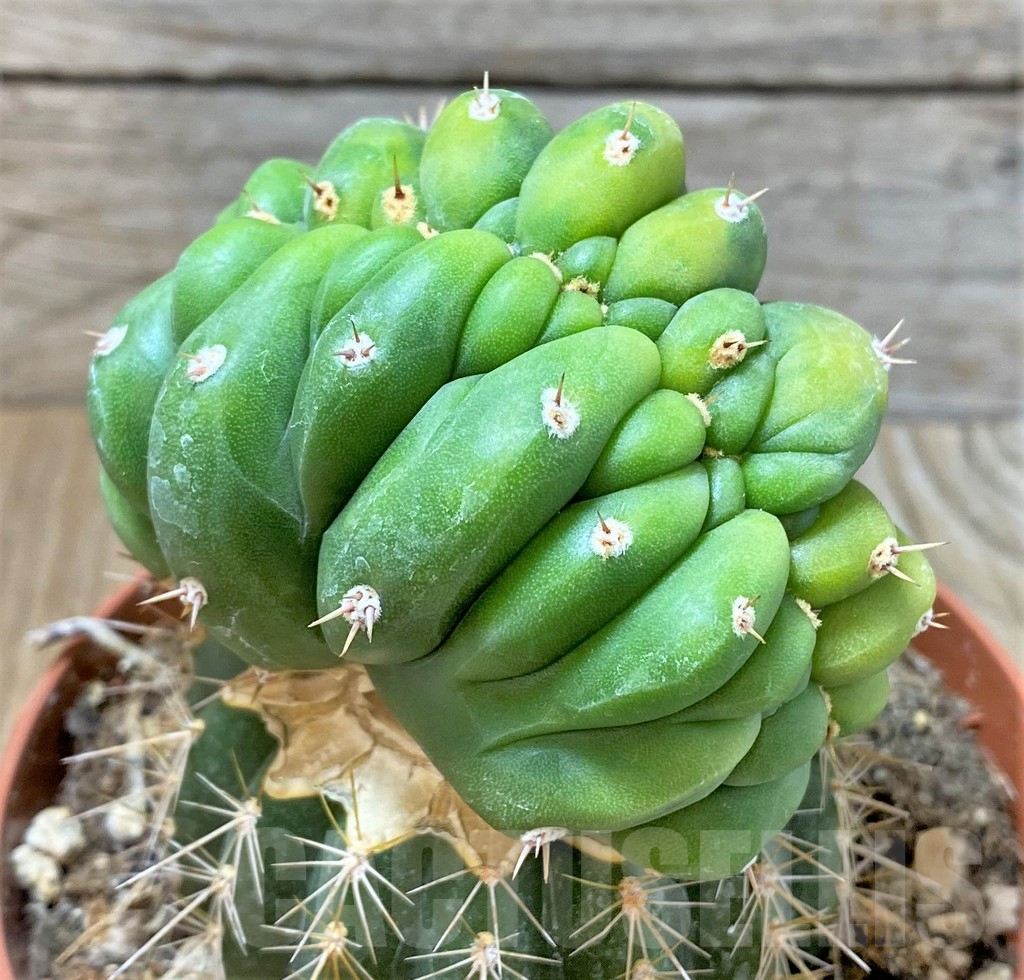 SHPR36791 Trichocereus pachanoi cristata f. variegata, grafted – Bild 3