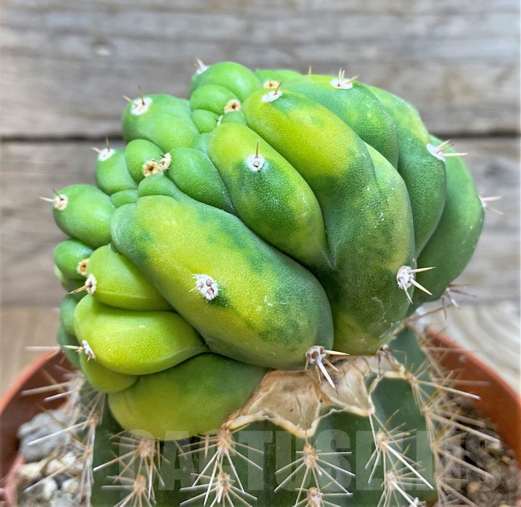 SHPR36791 Trichocereus pachanoi cristata f. variegata, grafted