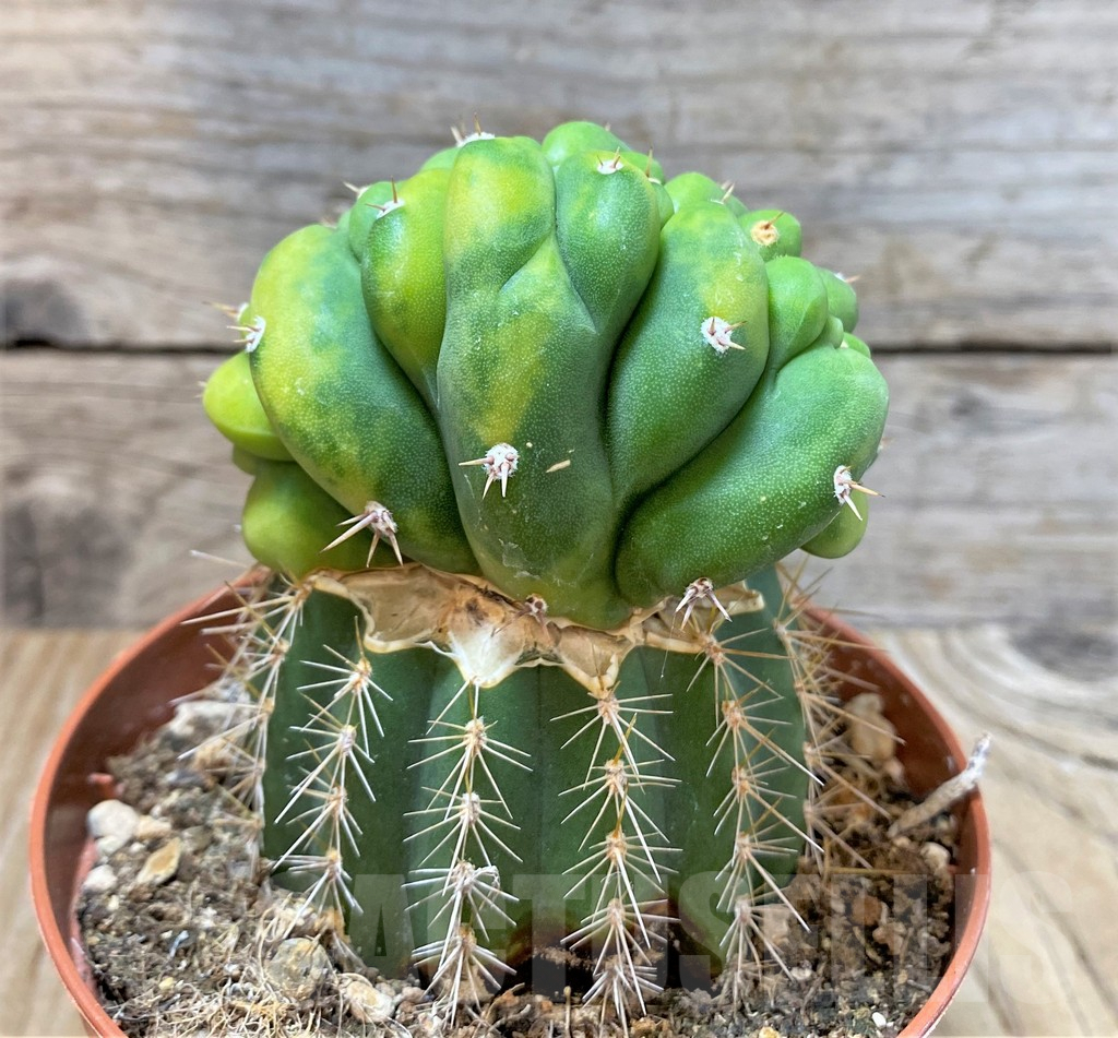 SHPR36791 Trichocereus pachanoi cristata f. variegata, grafted – Bild 2