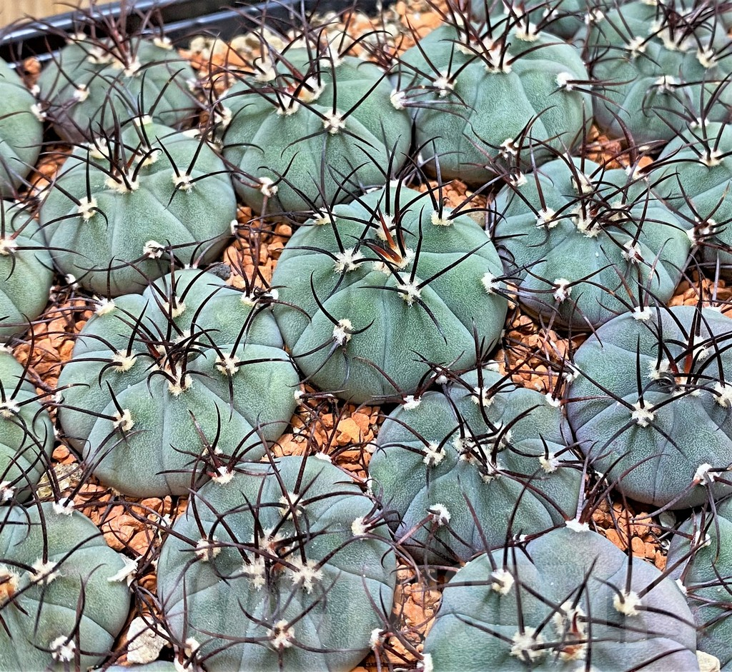 SHPR36792 Gymnocalycium cabreraense, 4 plants