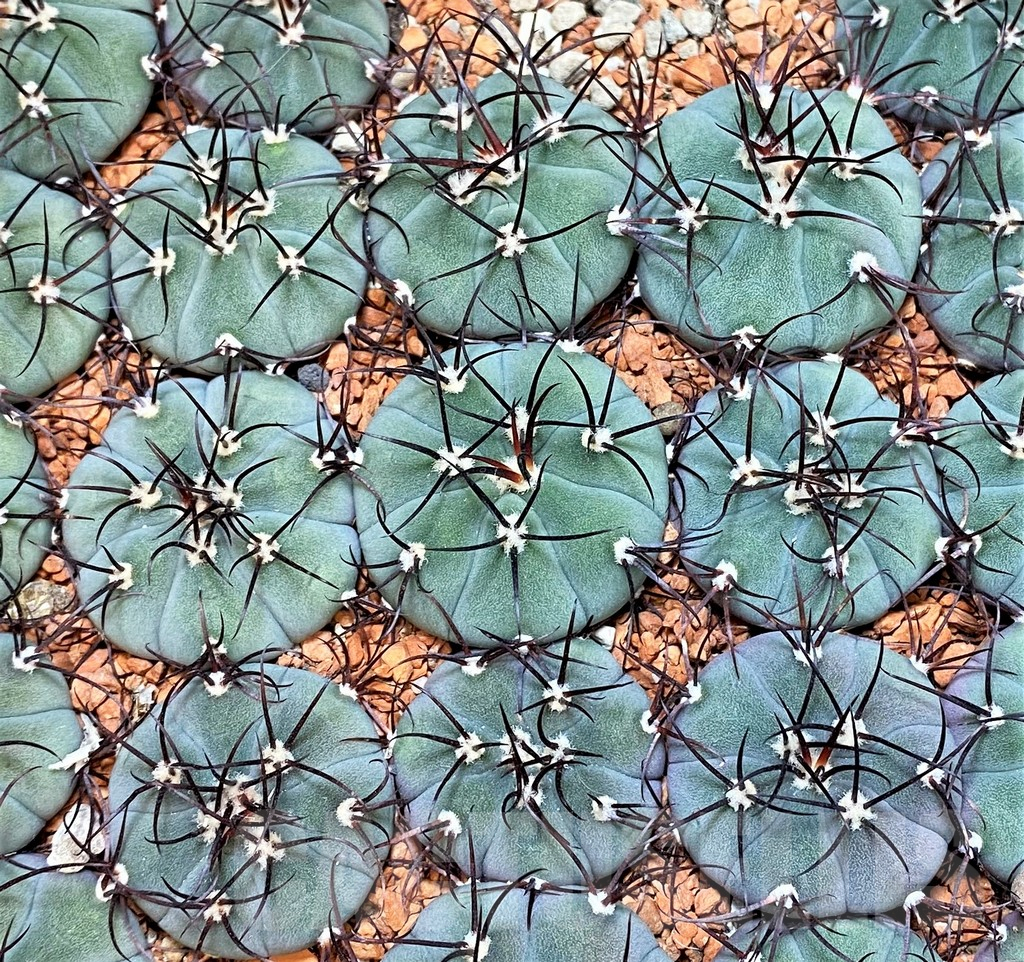 SHPR36792 Gymnocalycium cabreraense, 4 plants - Image 2