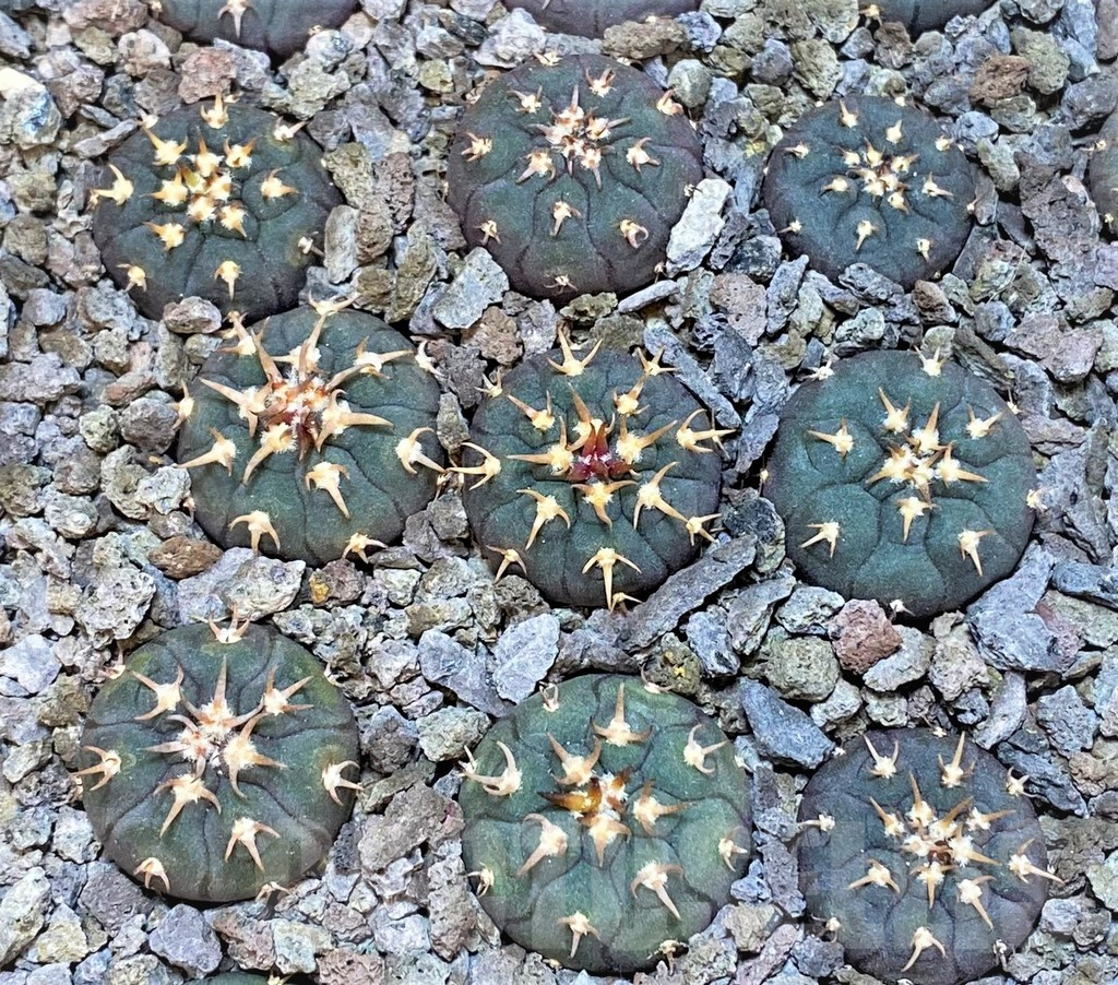 SHPR36793 Gymnocalycium spegazzinii v. unguispinum SL443, 4 plants - Image 2
