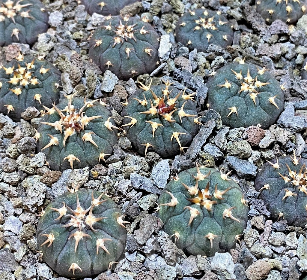 SHPR36793 Gymnocalycium spegazzinii v. unguispinum SL443, 4 plants
