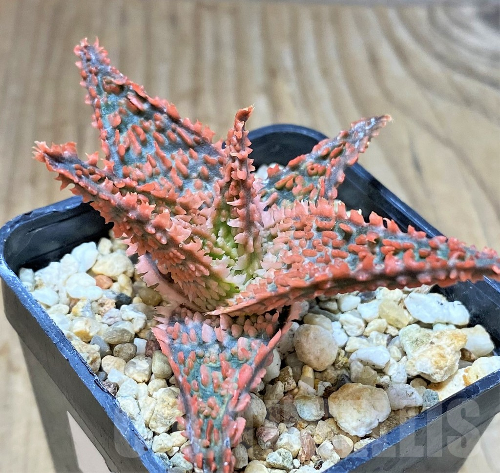 SHPR36752 Aloe TCT hybrid