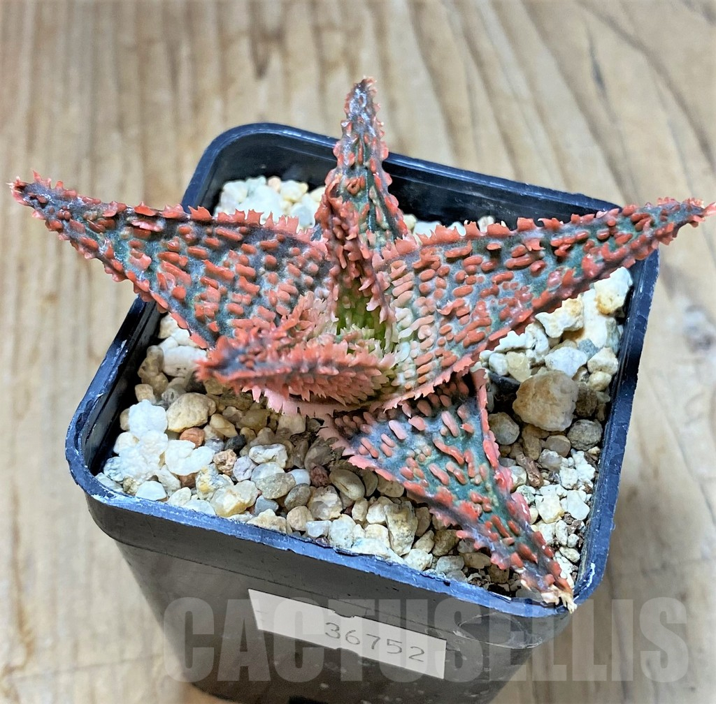 SHPR36752 Aloe TCT hybrid - Obrázek 2