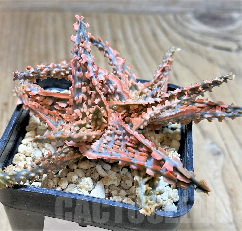 SHPR36760 Aloe TCT hybrid