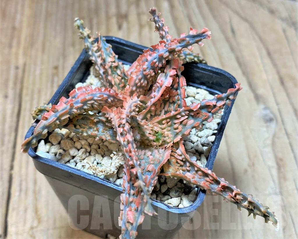 SHPR36760 Aloe TCT hybrid - Obrázek 2