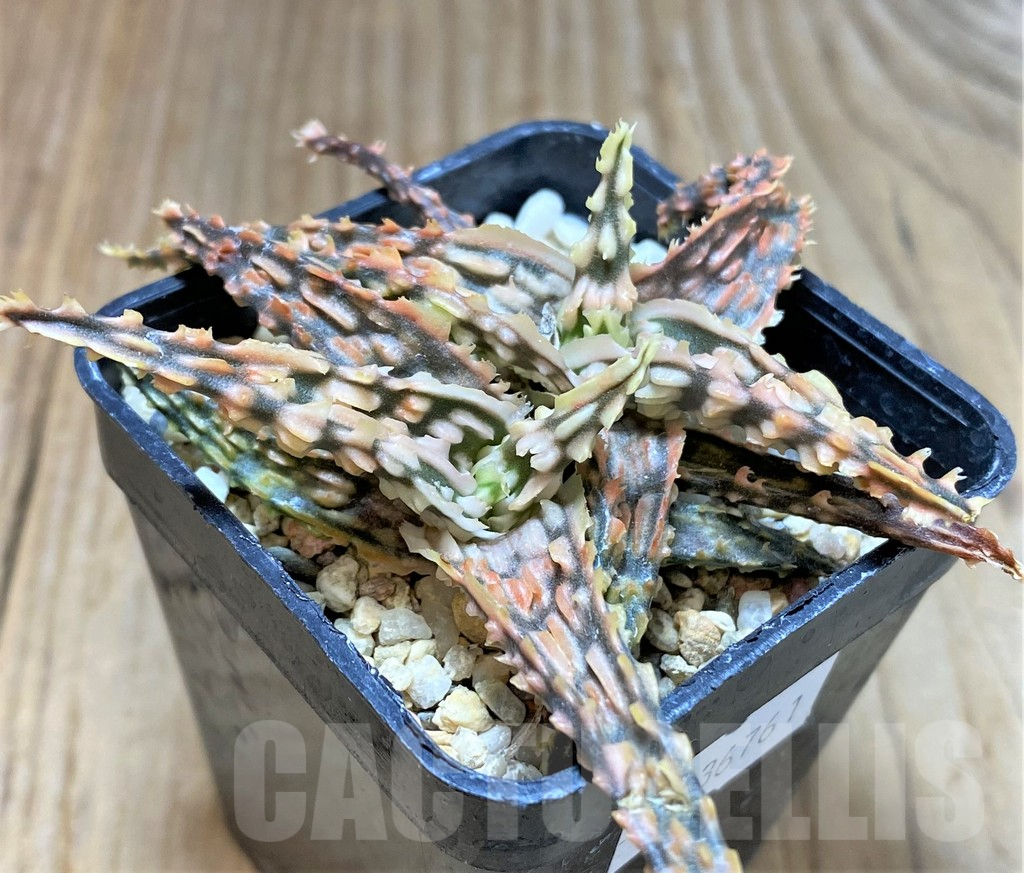 SHPR36761 Aloe TCT hybrid