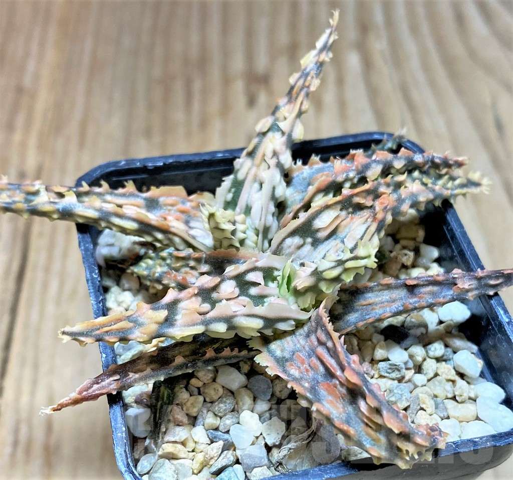 SHPR36761 Aloe TCT hybrid - Image 2