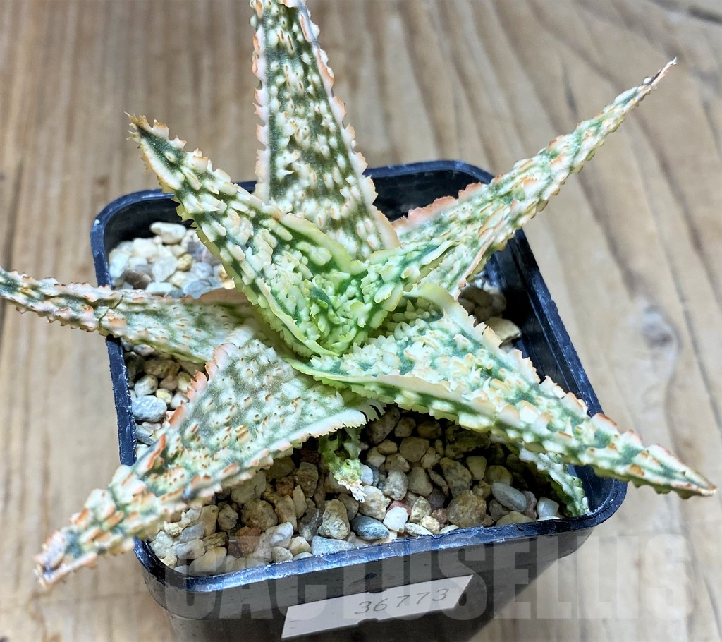SHPR36773 Aloe TCT hybrid