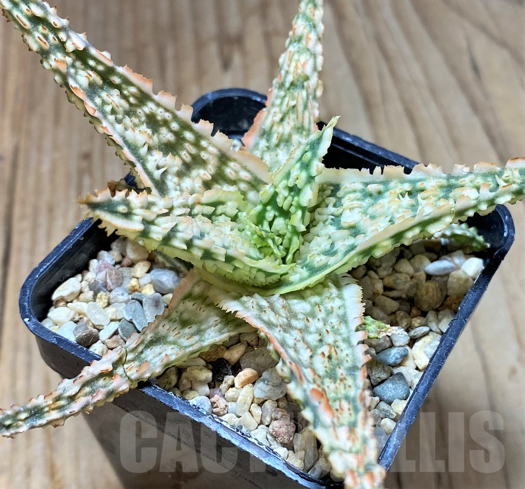 SHPR36773 Aloe TCT hybrid - Image 2