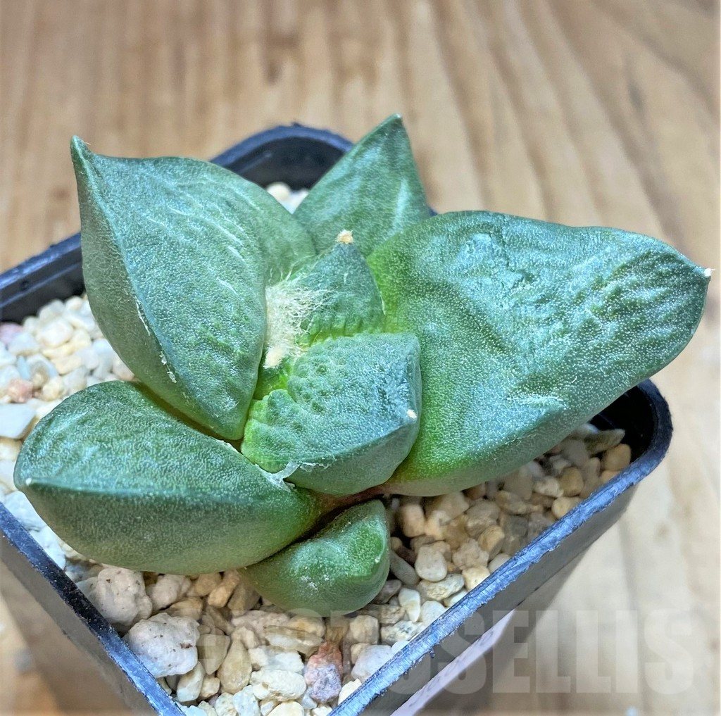 SHPR36826 Ariocarpus retusus ‘Cauliflower’ hybrid own roots, seedling - Image 4