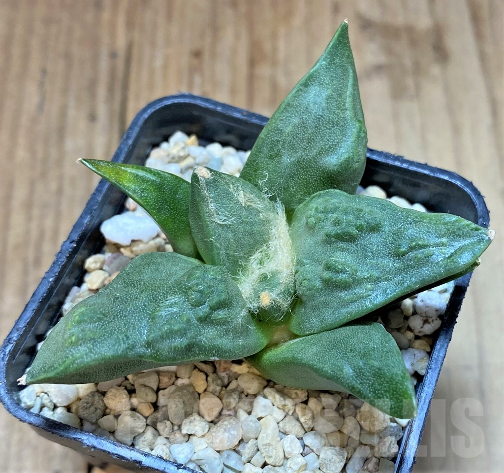 SHPR36827 Ariocarpus retusus ‘Cauliflower’ hybrid own roots, seedling - Obrázek 2