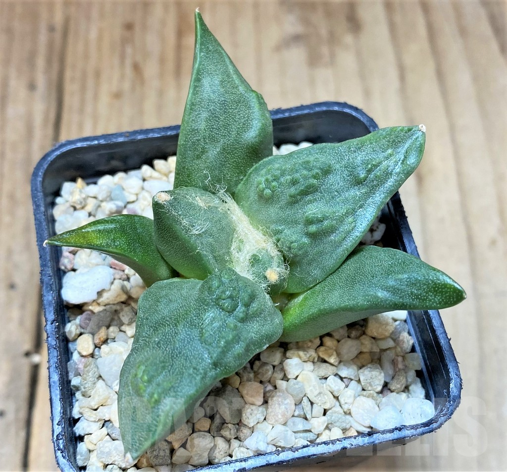 SHPR36827 Ariocarpus retusus ‘Cauliflower’ hybrid own roots, seedling - Obrázek 3